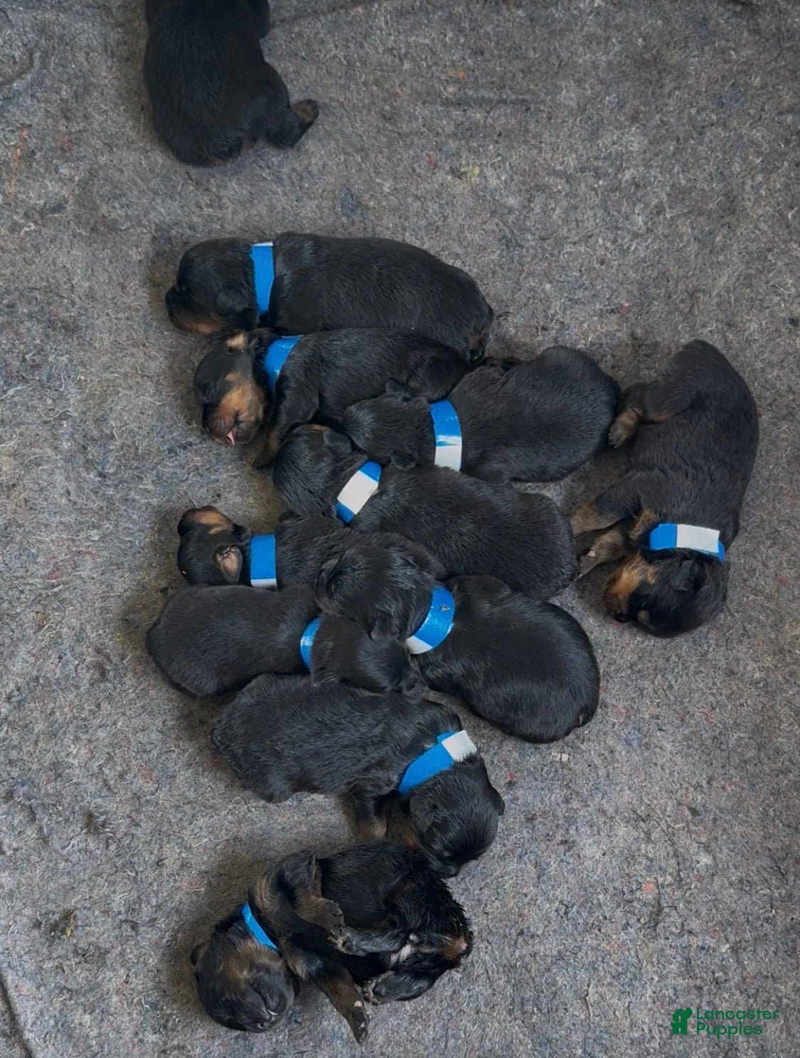 Rottweiler dogs Rottweiler Puppy 5 - Ad 1