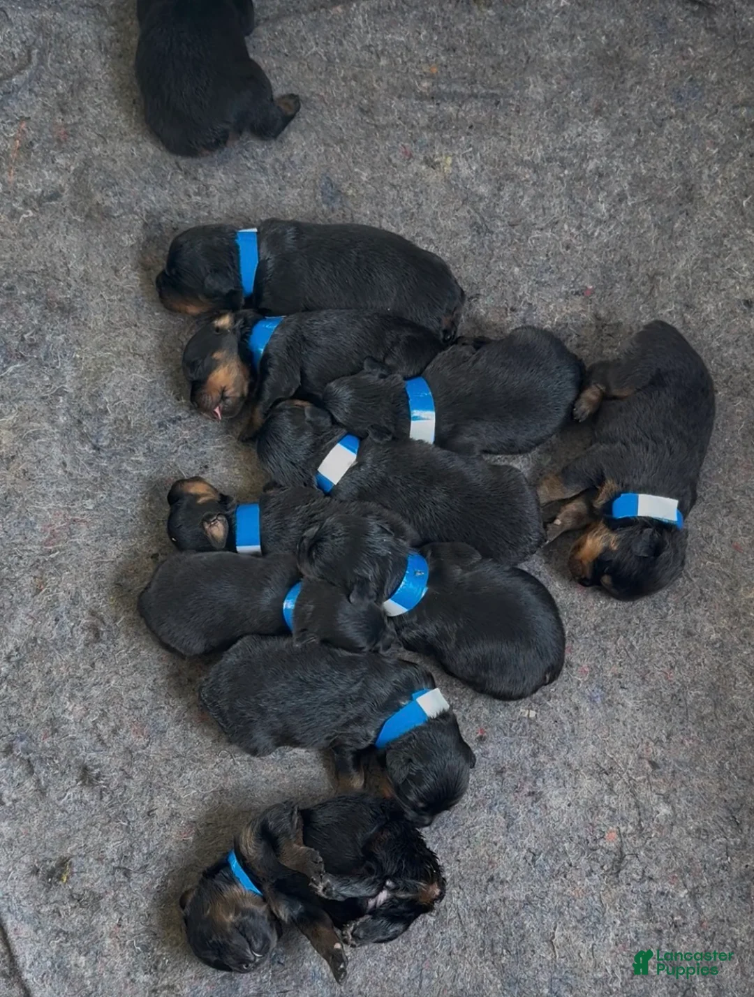 Rottweiler dogs for sale: Rottweiler Puppy 5 - Ad 1