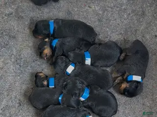Rottweiler dogs for sale: Rottweiler Puppy 5 - Ad 3