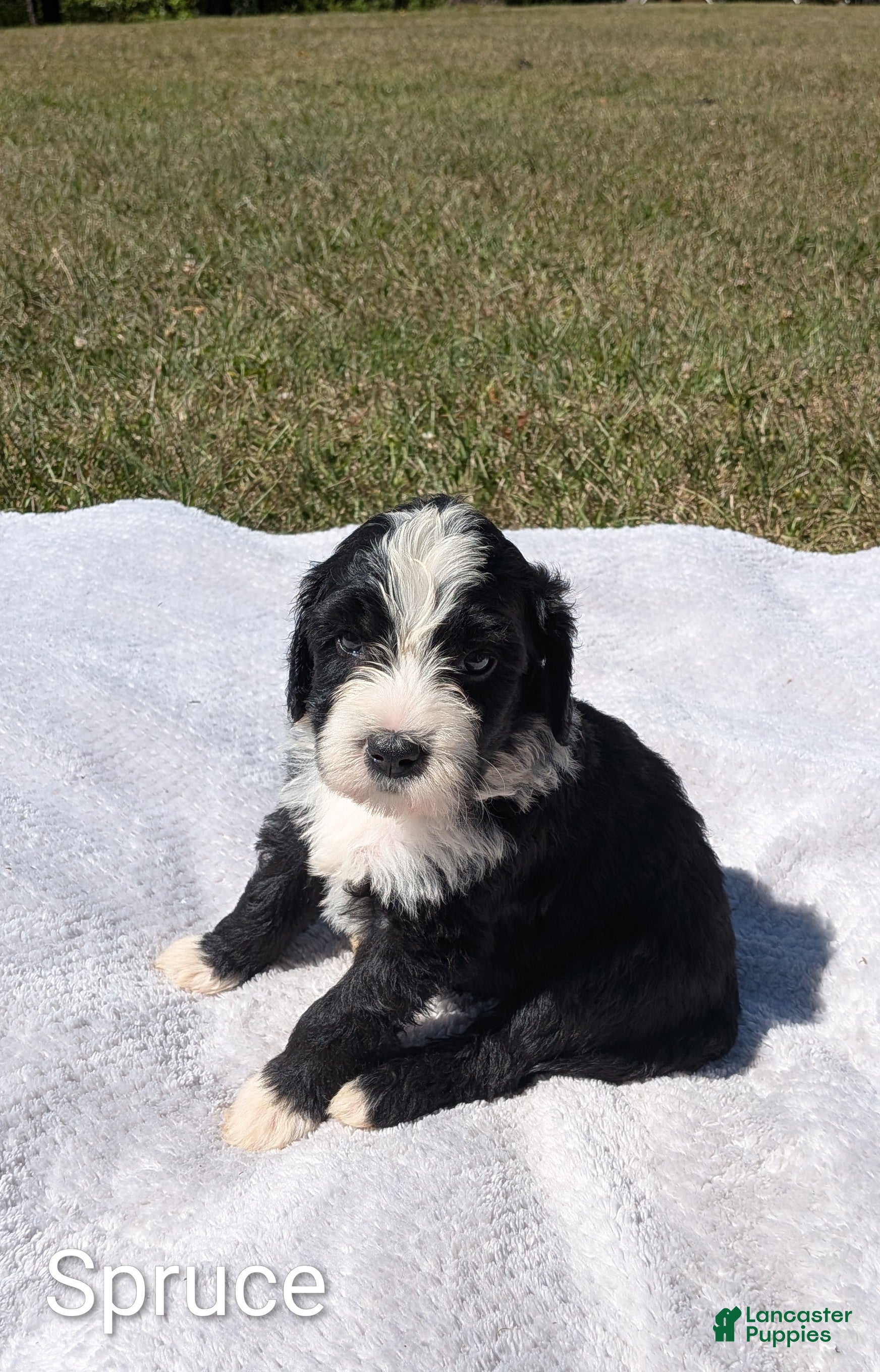Mixed Breed dogs Spruce - Ad 2