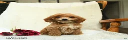 Cockapoo dogs for sale: Carter - Ad 15