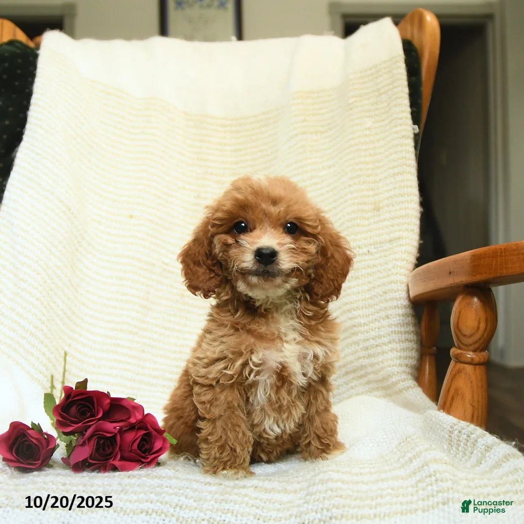 Cockapoo dogs for sale: Carter - Ad 15