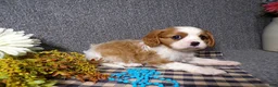 Cavalier King Charles Spaniel dogs for sale: Charlie - Ad 4