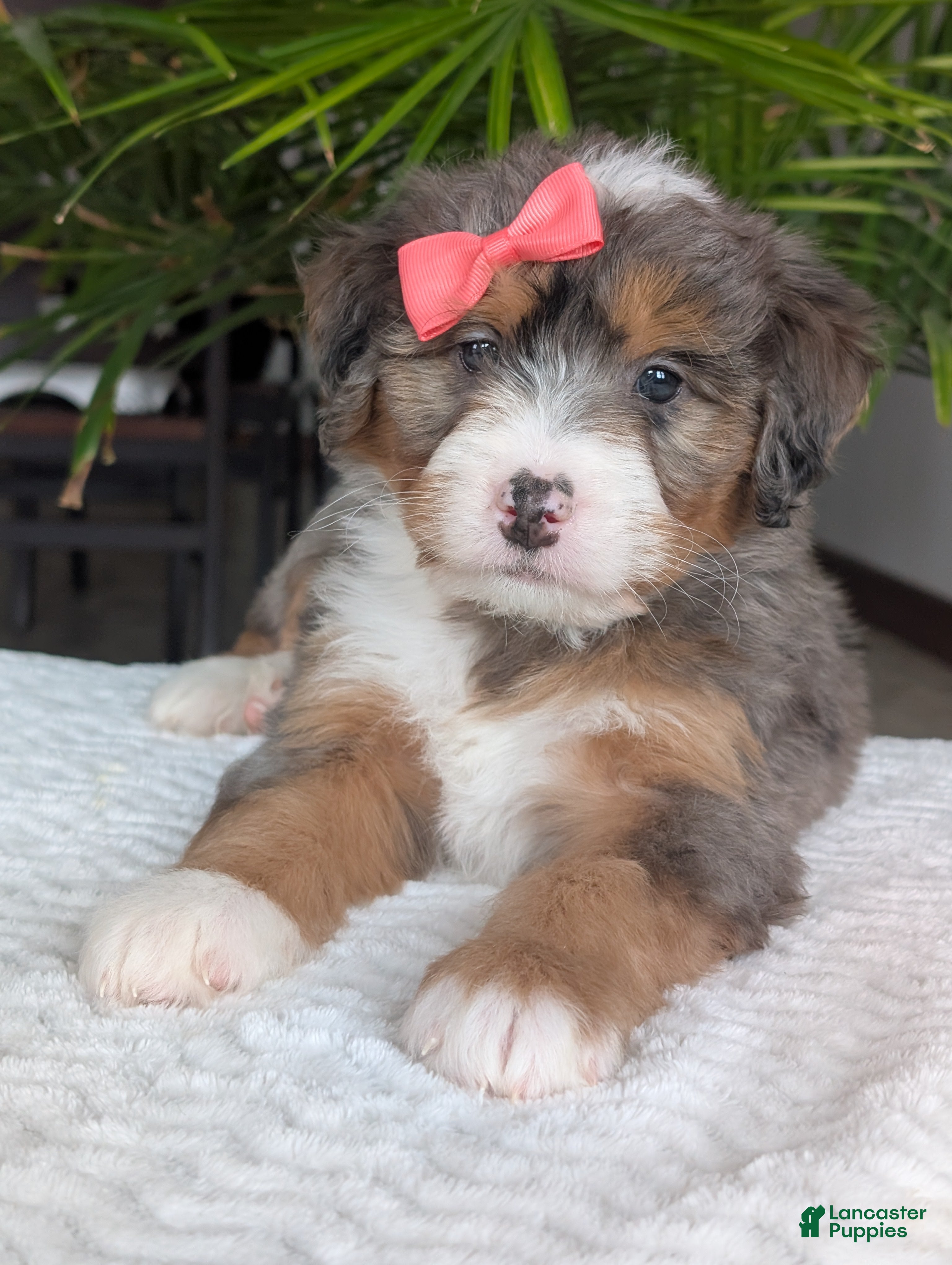 Mini Bernedoodle dogs Mini Poppy  - Ad 2