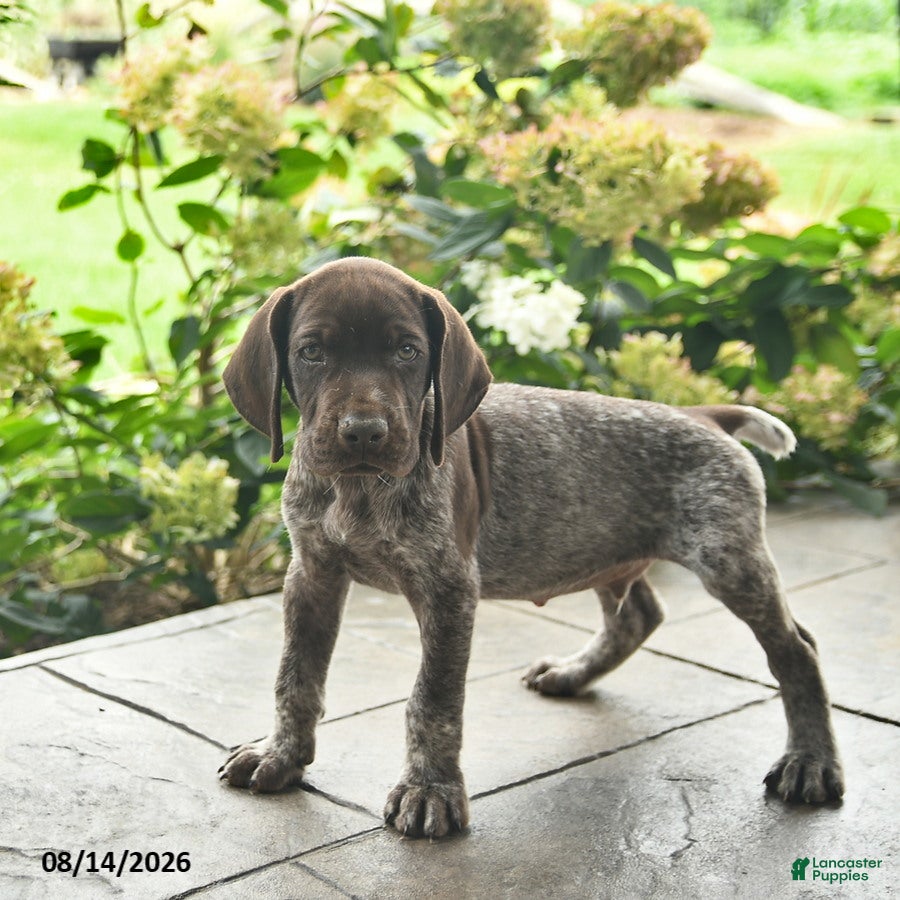 German Shorthaired Pointer dogs Dover  - Ad 2