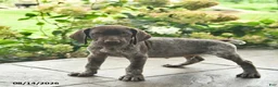 German Shorthaired Pointer dogs for sale: Dover  - Ad 2