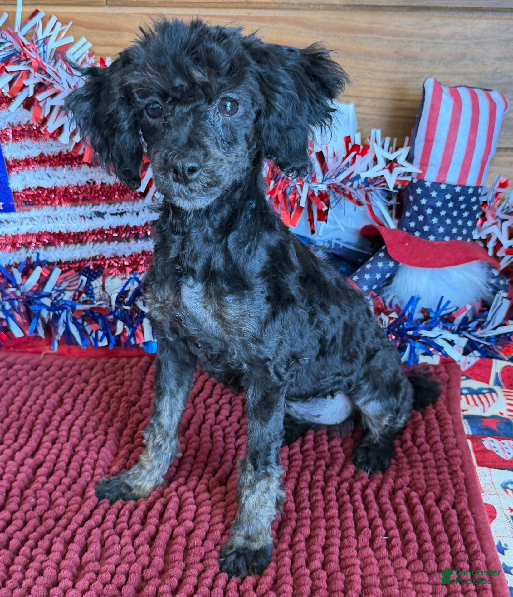 Toy Poodle dogs Maxine - Ad 21