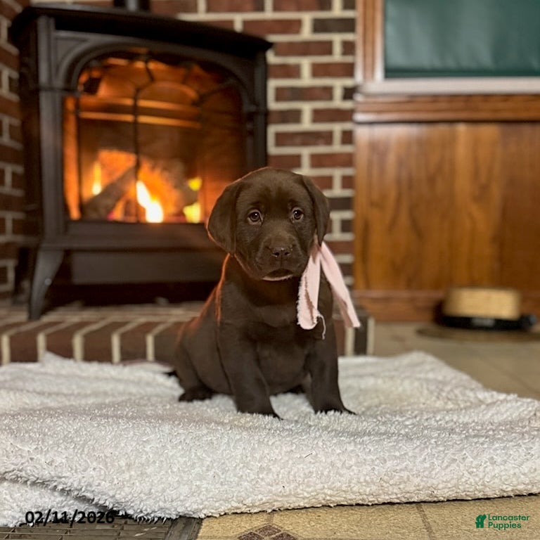 Labrador Retriever dogs Betsy - Ad 8