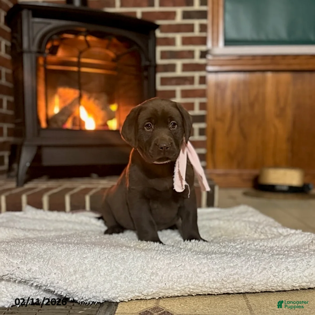 Labrador Retriever dogs for sale: Betsy - Ad 1