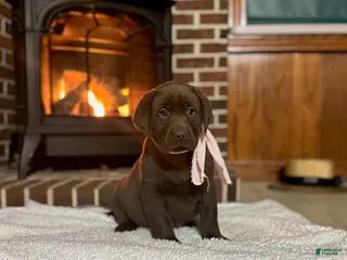 Labrador Retriever dogs Betsy - Ad 8