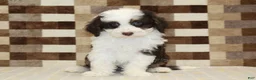 Mini Bernedoodle dogs for sale: Hershey - Ad 3