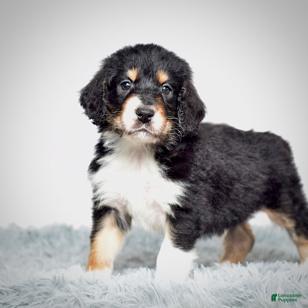 Bernedoodle dogs for sale: Scooter - Ad 4