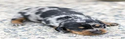 Miniature Dachshund dogs for sale: Ella Miniature Dachshund Puppy  - Ad 2