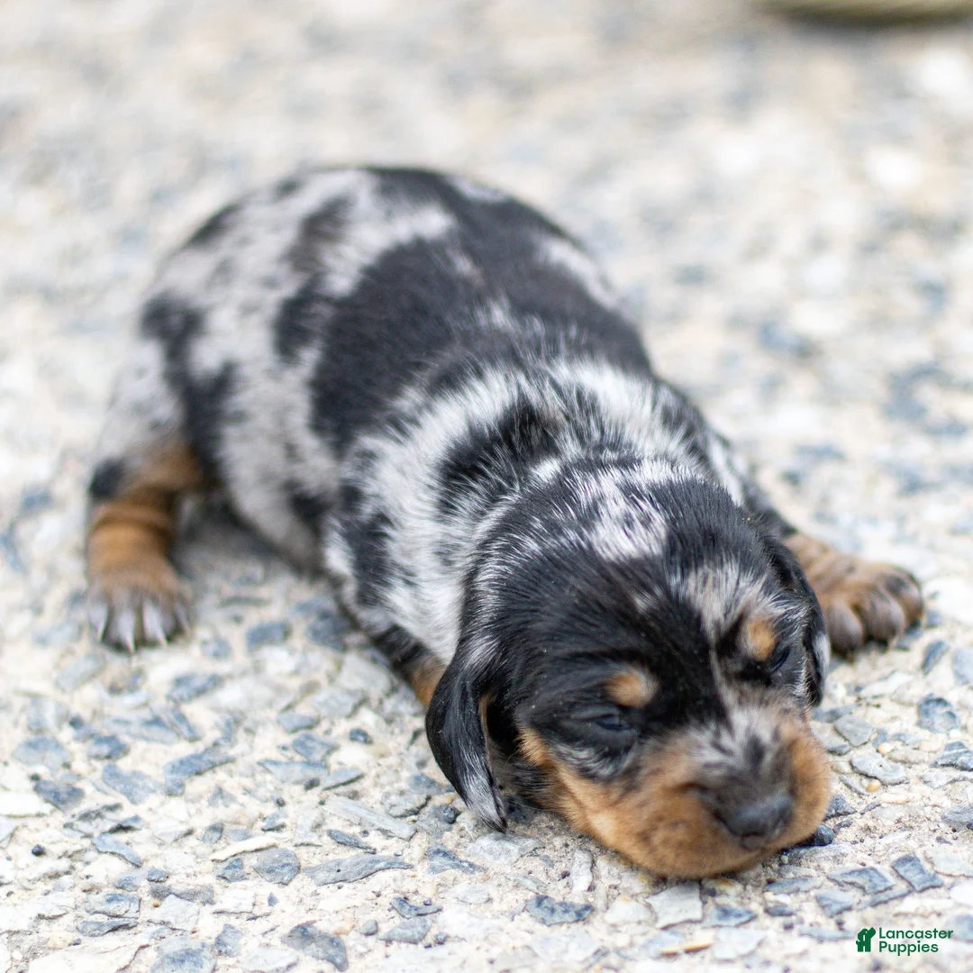 Miniature Dachshund dogs for sale: Ella Miniature Dachshund Puppy  - Ad 2