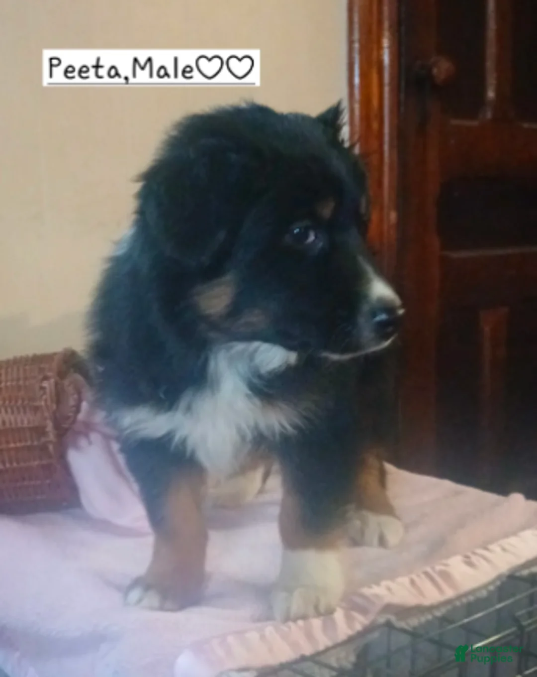 Australian Shepherd dogs for sale: Peeta - Ad 2