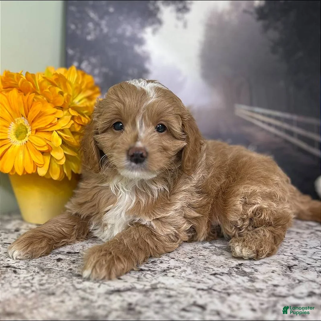Mini Goldendoodle dogs for sale: Kilo (Miniature Boy) - Ad 3