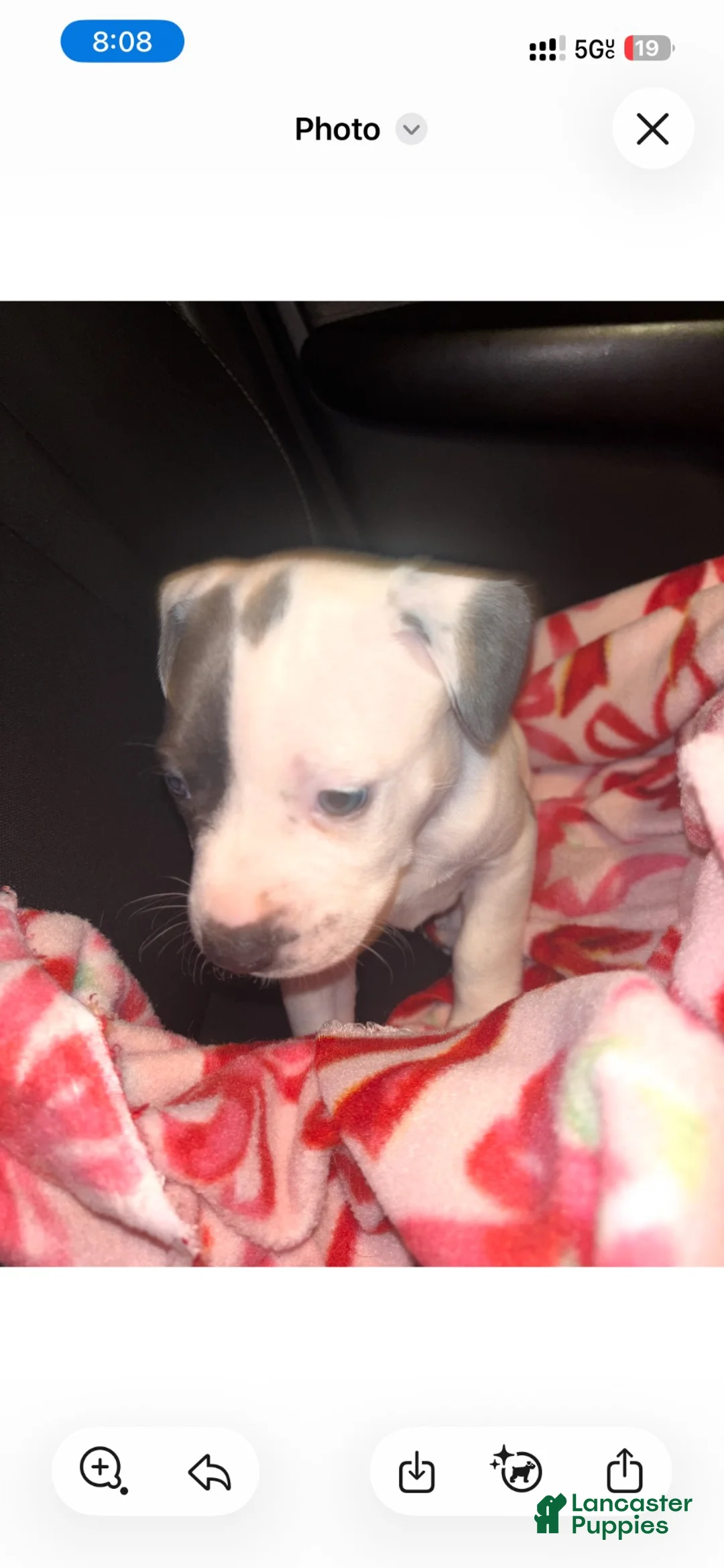 American Pit Bull Terrier dogs for sale: American Pit Bull Terrier 1 - Ad 2