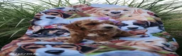 Miniature Poodle dogs for sale: Rosie - Ad 3