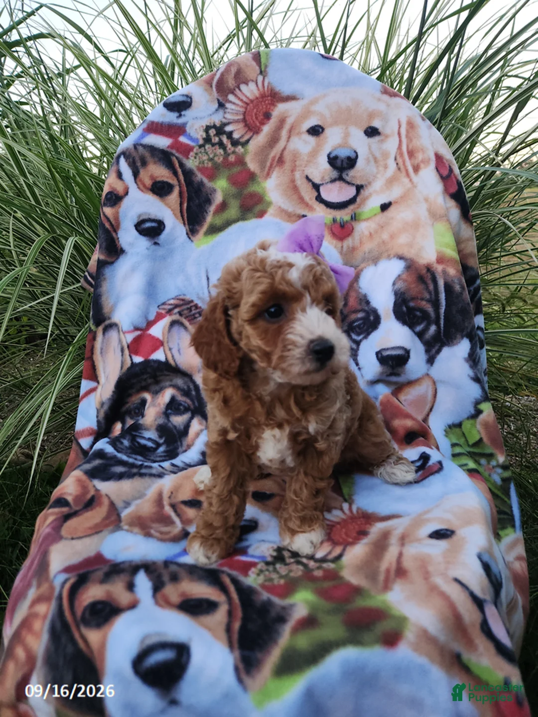 Miniature Poodle dogs for sale: Rosie - Ad 3