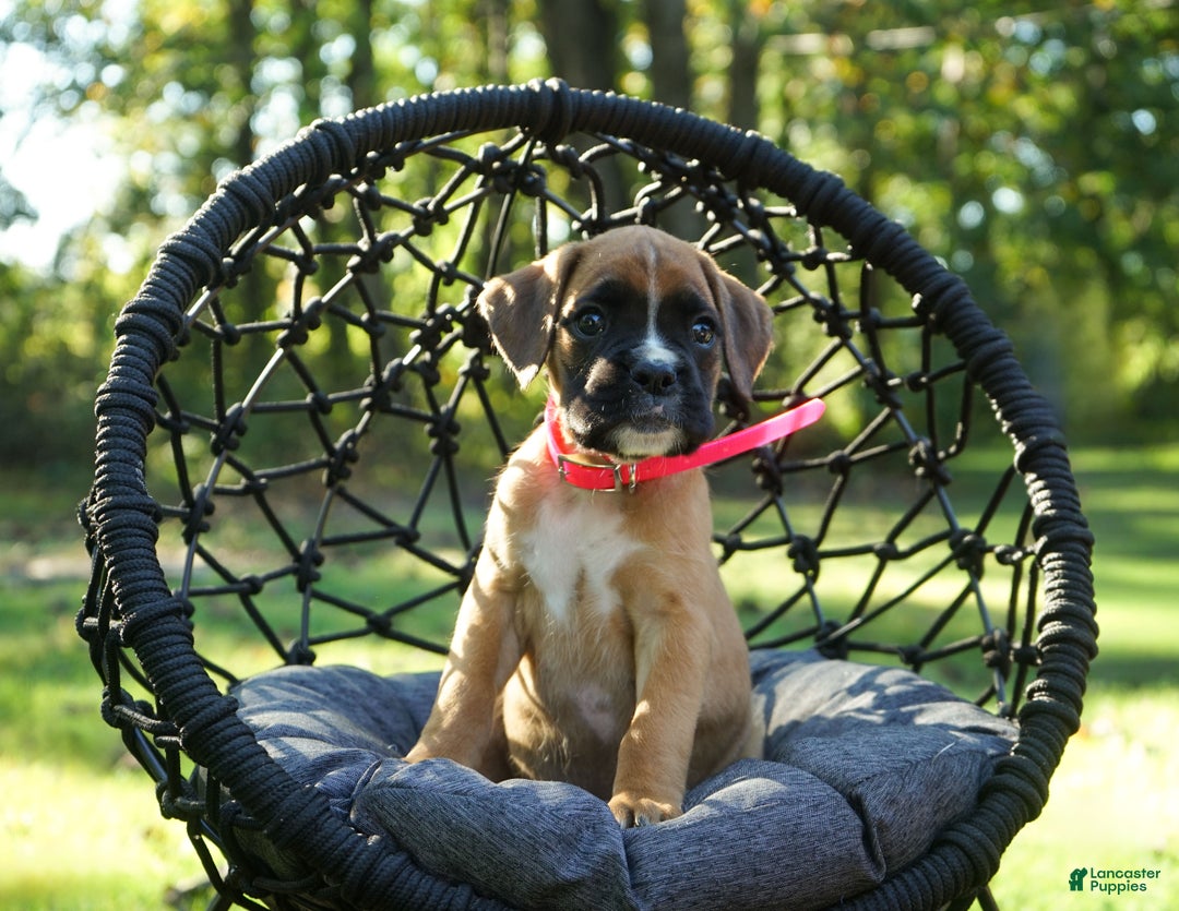 Boxer dogs for sale: Pink Collar – Daisy - Ad 1