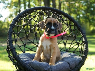 Boxer dogs Pink Collar – Daisy - Ad 14