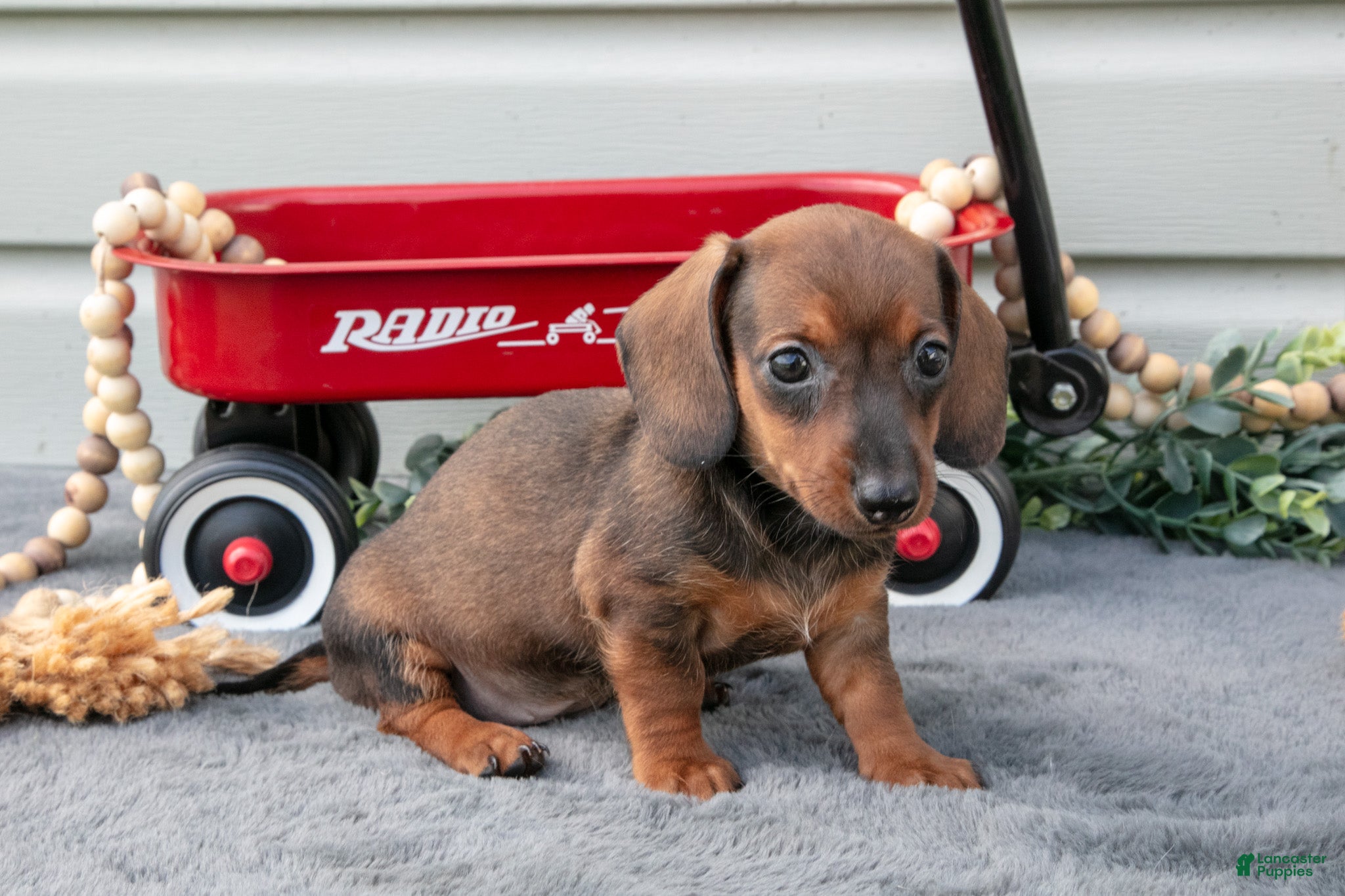 Miniature Dachshund dogs Matea - Ad 2