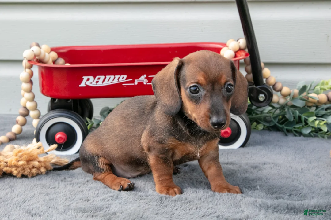 Miniature Dachshund dogs for sale: Matea - Ad 2