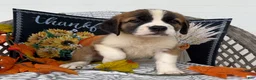 Saint Bernard dogs for sale: Queen - Ad 4