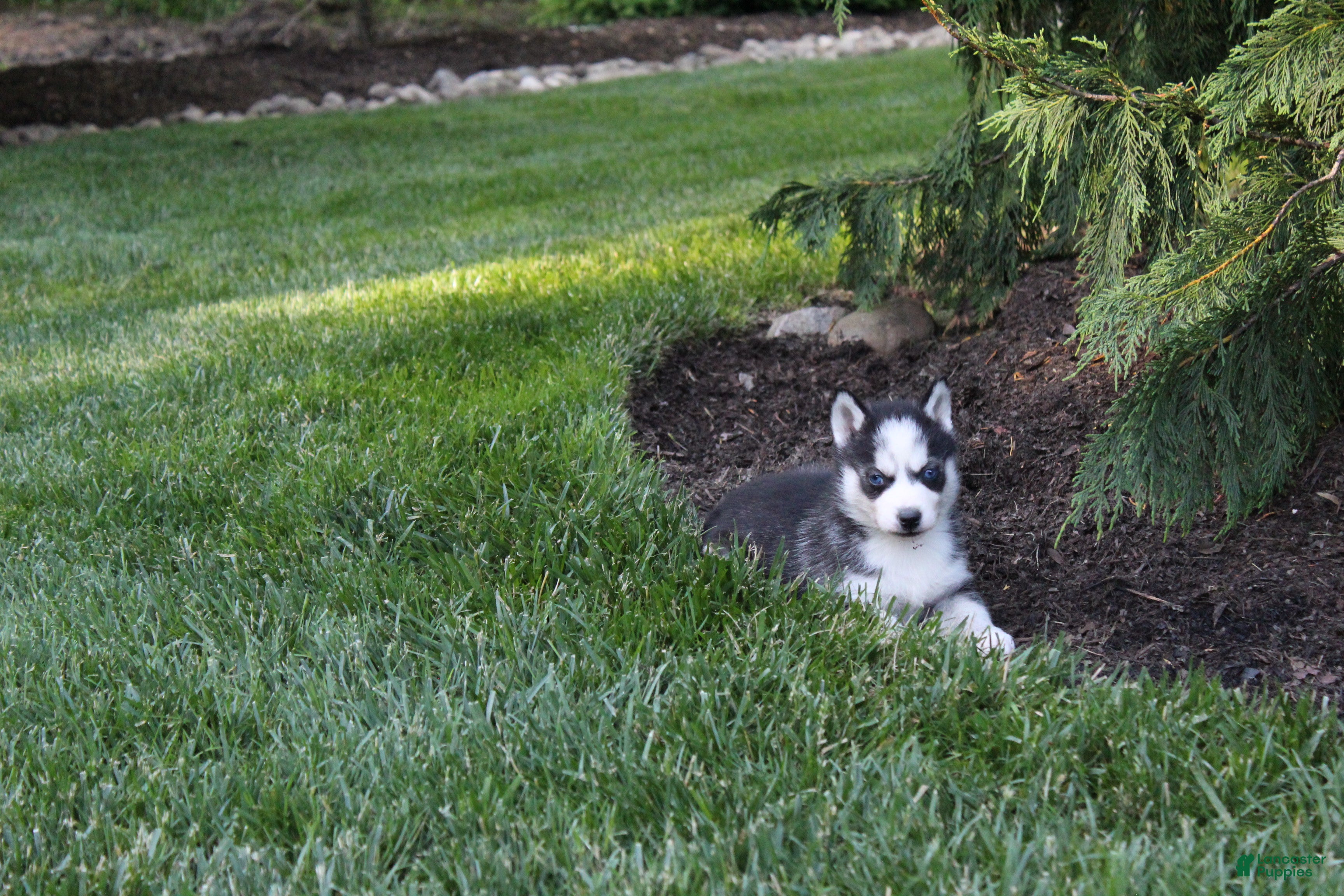Siberian Husky dogs Maverick  - Ad 1