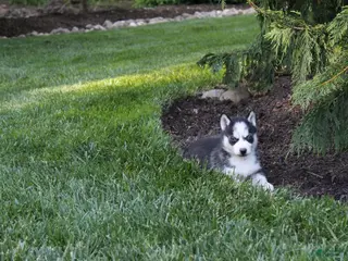 Siberian Husky dogs for sale: Maverick - Ad 4