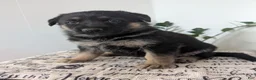 German Shepherd dogs for sale: Bella  - Ad 7