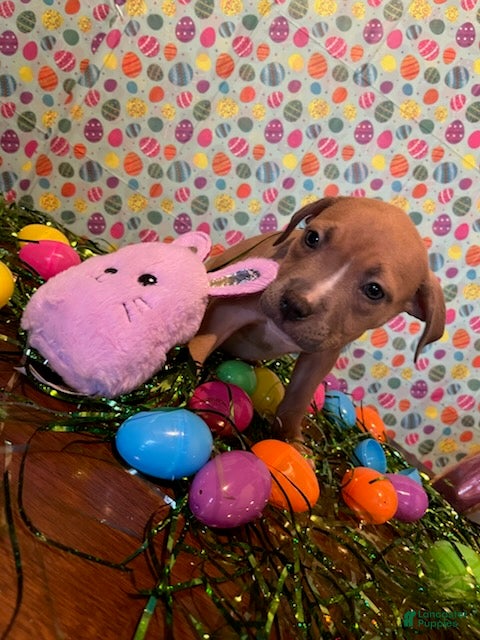 American Bully dogs American Bully Puppy 4 - Ad 40