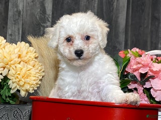 Bichon Frise dogs Bella - Ad 33