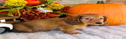 Miniature Dachshund dogs for sale: Boston (Longhair) - Ad 6