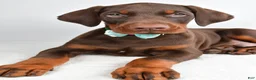 Doberman Pinscher dogs for sale: Harlan - Ad 3