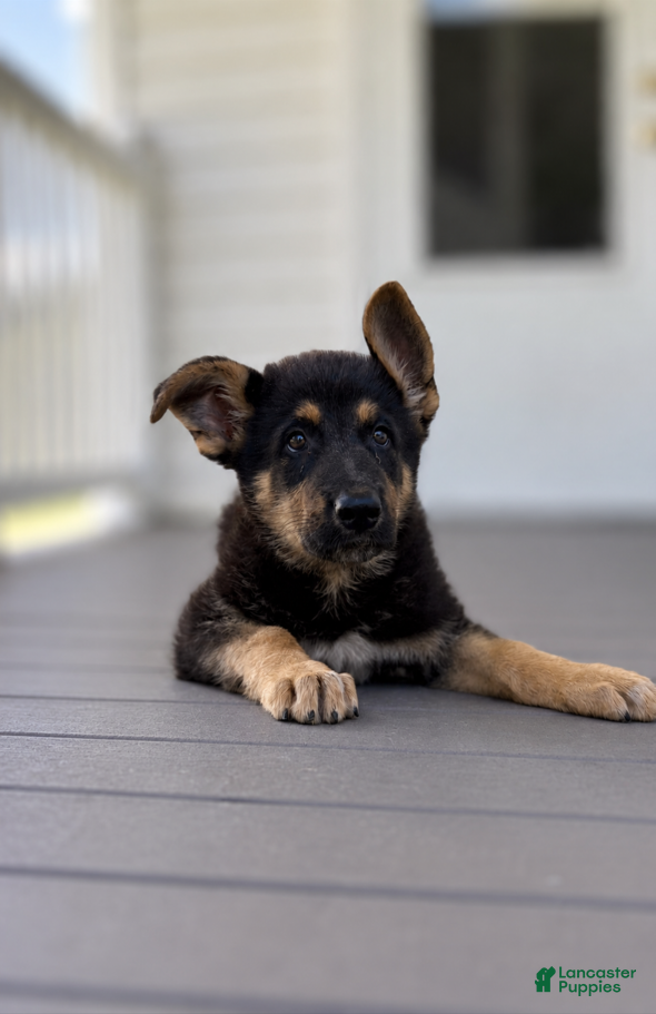 German Shepherd dogs Axel - Ad 2
