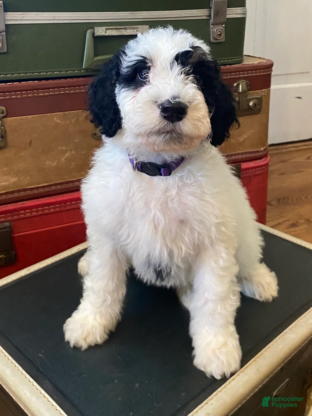 Mini Bernedoodle dogs for sale: Peppermint Patty - Ad 3
