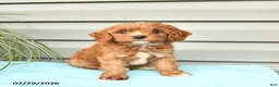 Cavapoo dogs for sale: Aztec  - Ad 3