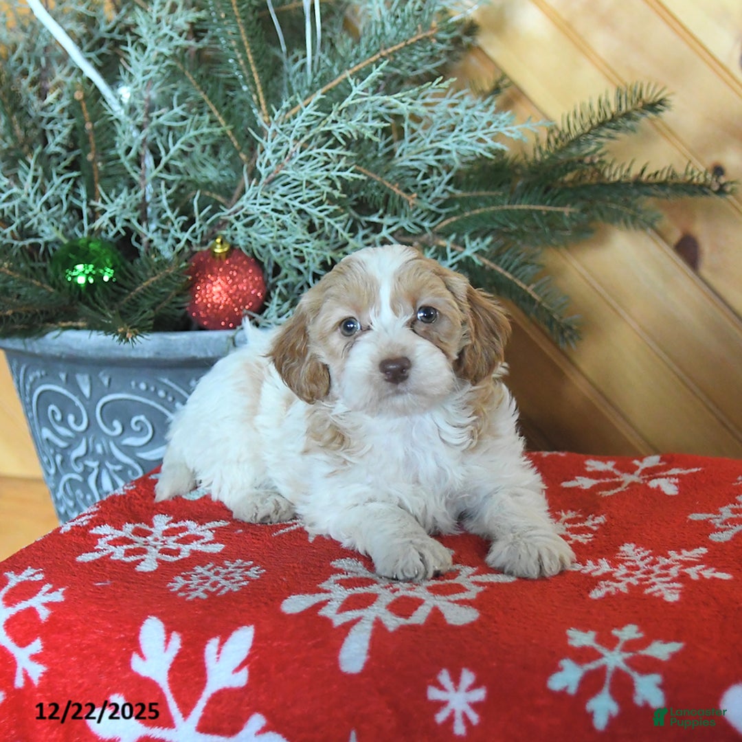 Mini Goldendoodle dogs for sale: Sugar - Ad 5