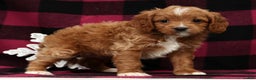 Cavapoo dogs for sale: Holly - Ad 3