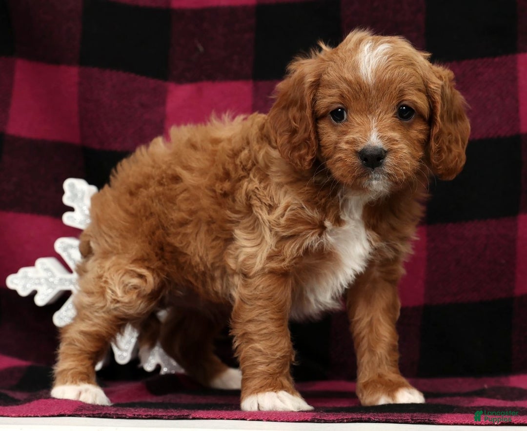 Cavapoo dogs for sale: Holly - Ad 3