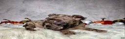 Mixed Breed dogs for sale: Mr. Gus - Ad 8