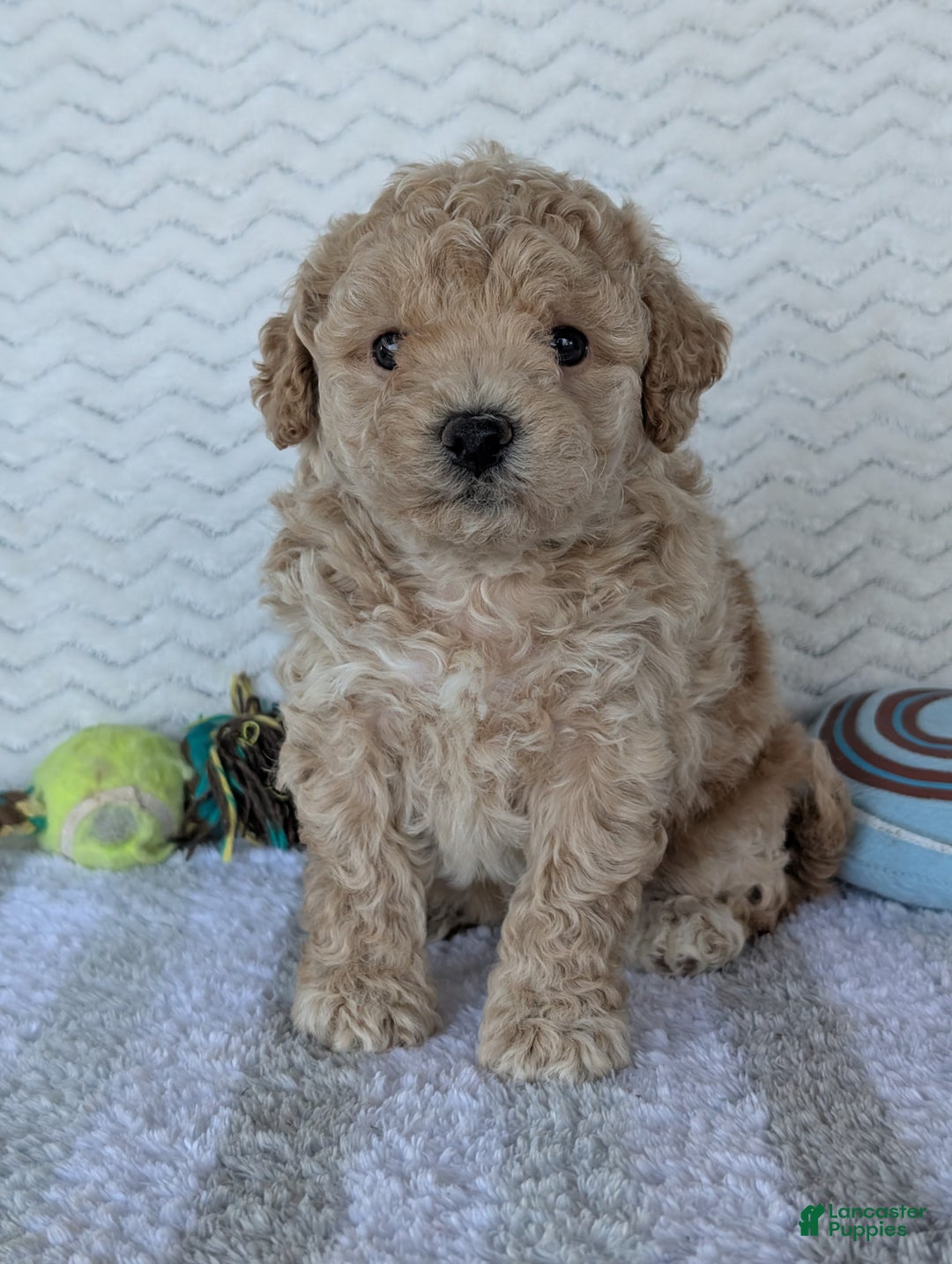 Bichpoo dogs for sale: Darla - Ad 4