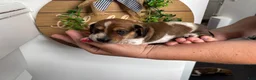 Miniature Dachshund dogs for sale: Miniature Dachshund 2 Tito  - Ad 3