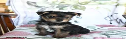 Yorkshire Terrier dogs for sale: Milo - Ad 4