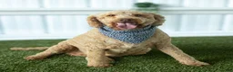 Goldendoodle dogs for sale: Rose - Ad 2