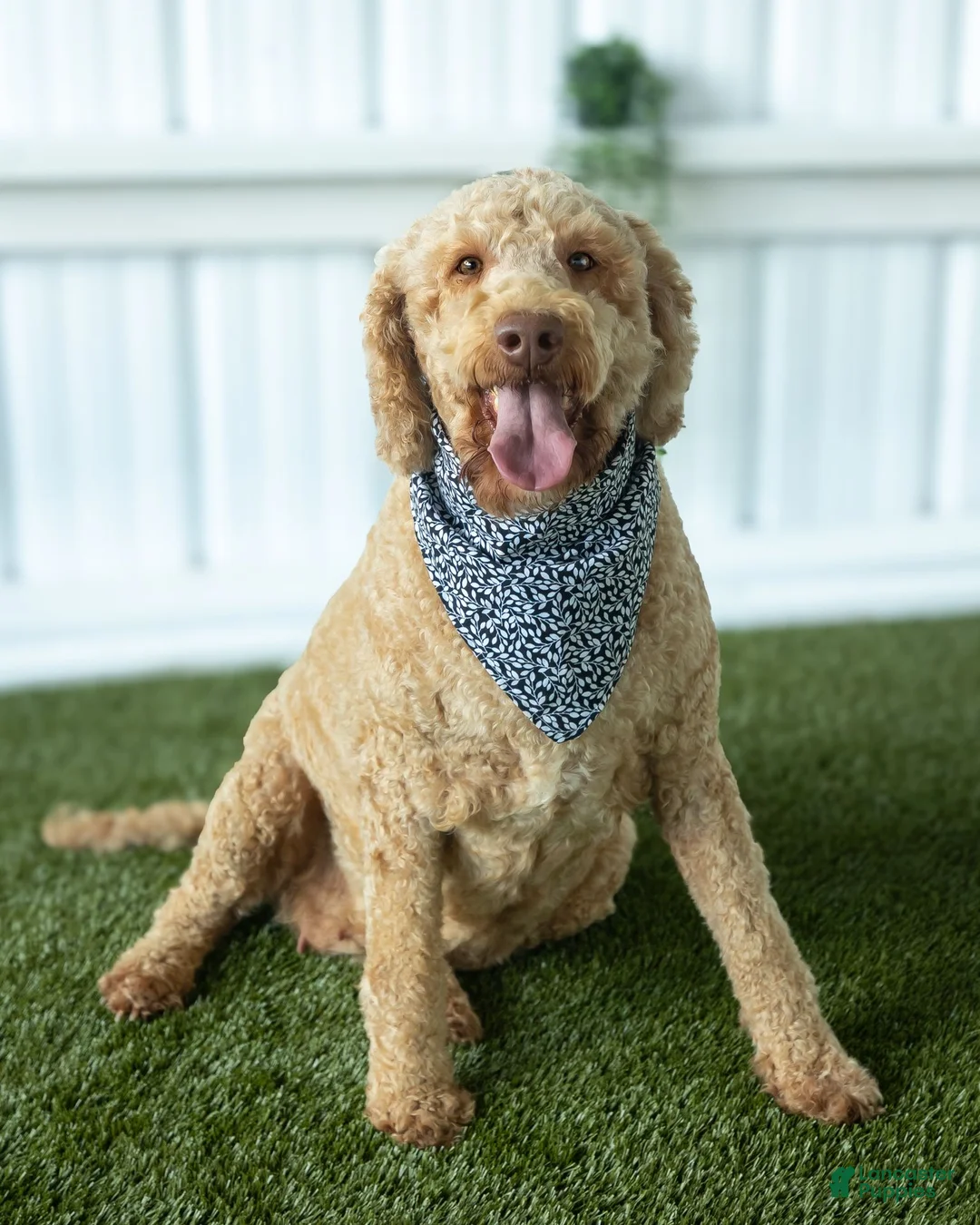 Goldendoodle dogs for sale: Rose - Ad 2