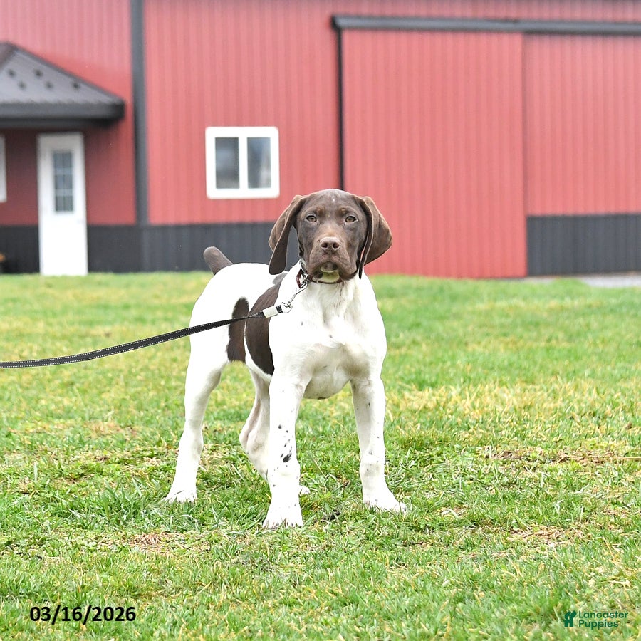 German Shorthaired Pointer dogs Bobby - Ad 2