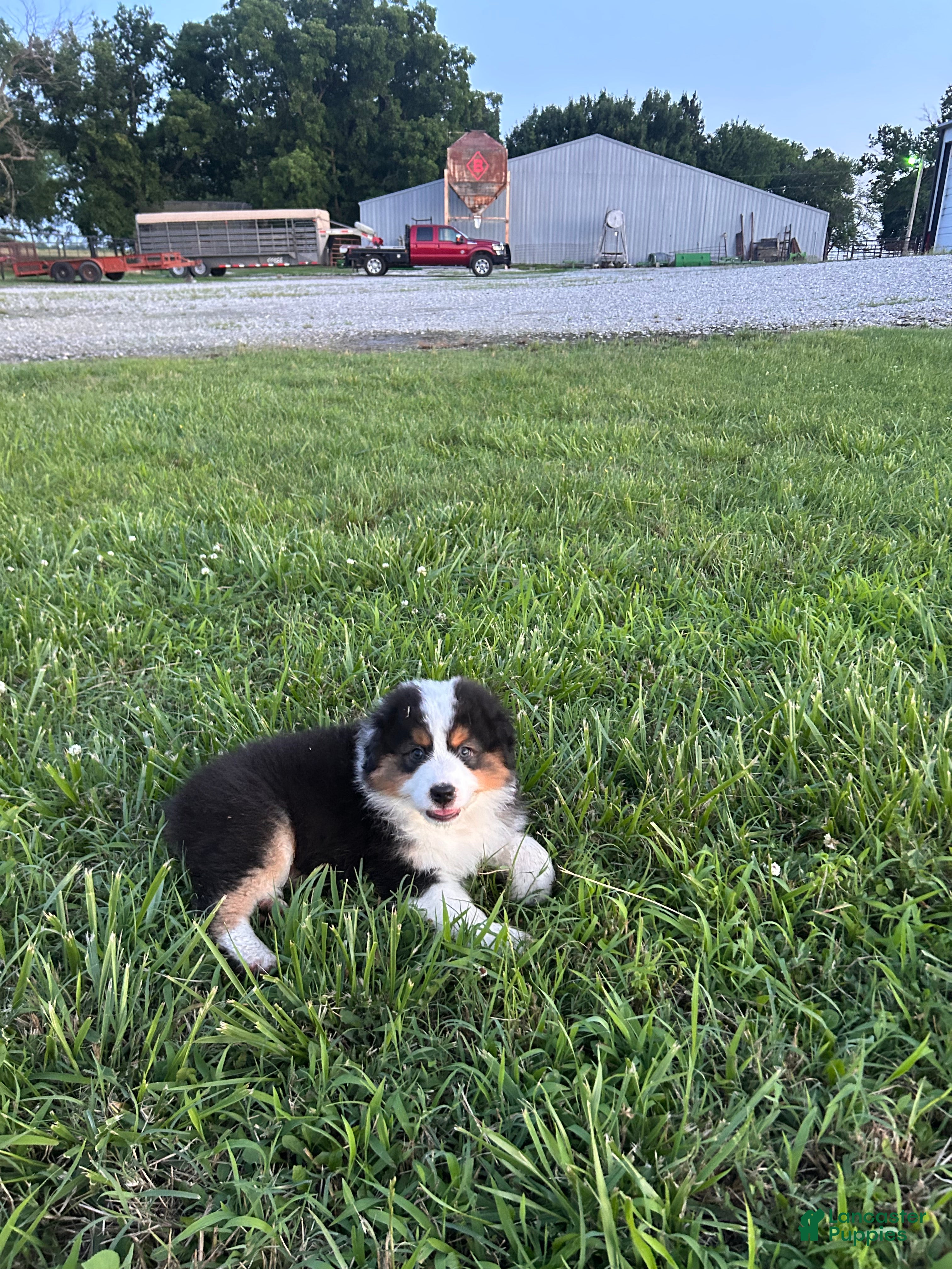 Australian Shepherd dogs “Pete” Black Tri Male  - Ad 2
