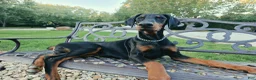Doberman Pinscher dogs for sale: Malcolm - Ad 12